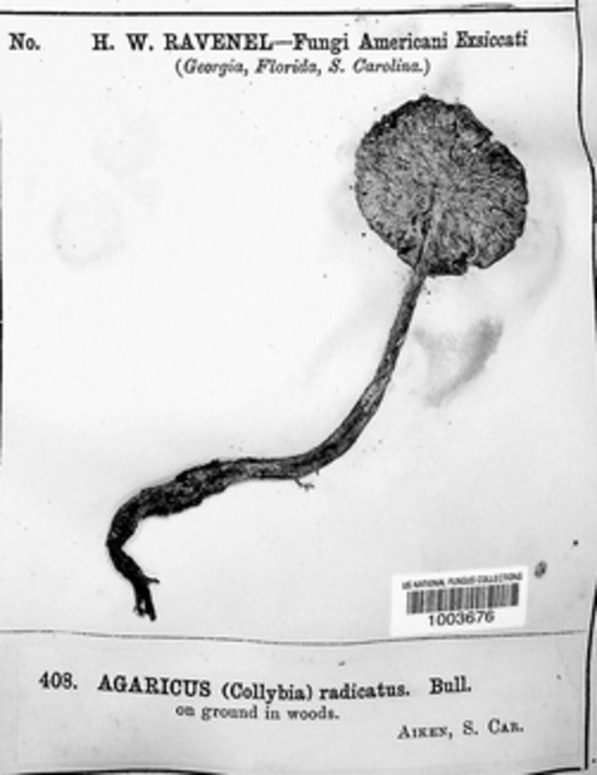 Agaricus bresadolanus image